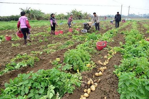 土豆种植视频,从播种到收获的实用指南