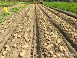 土豆种植视频,从播种到收获的实用指南